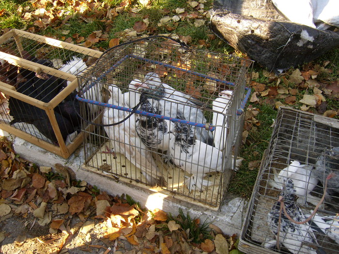 DSCI0159 - Targul ORHEI 2010