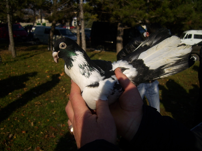 DSCI0165 - Targul ORHEI 2010