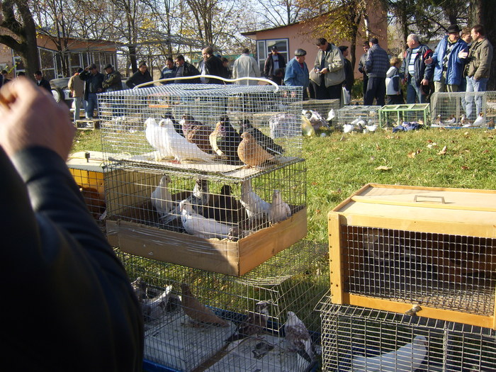 DSCI0219 - Targul ORHEI 2010