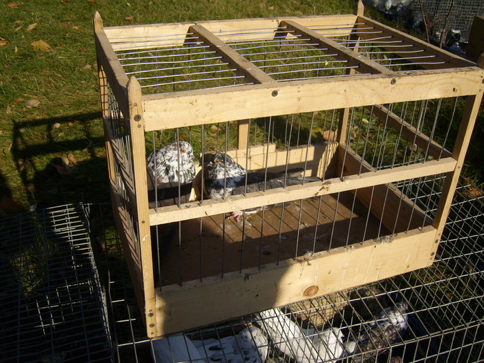 DSCI0231 - Targul ORHEI 2010