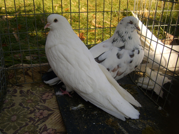 DSCI0236 - Targul ORHEI 2010