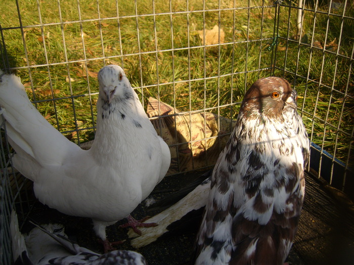 DSCI0237 - Targul ORHEI 2010