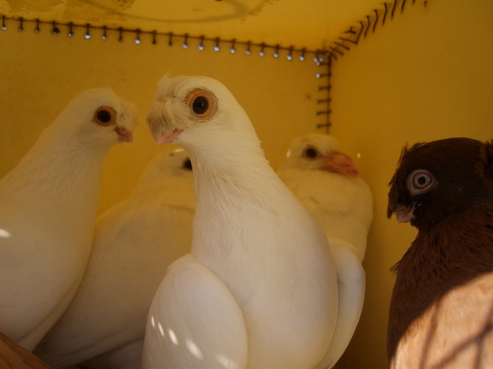 DSCI0242 - Targul ORHEI 2010