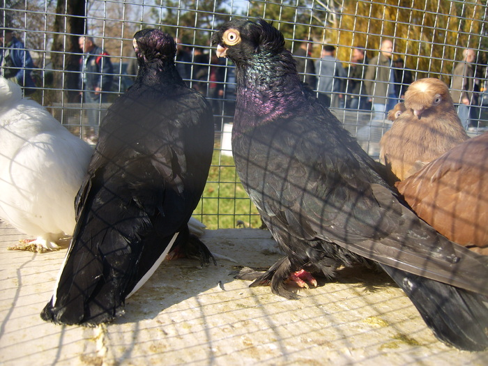 DSCI0247 - Targul ORHEI 2010