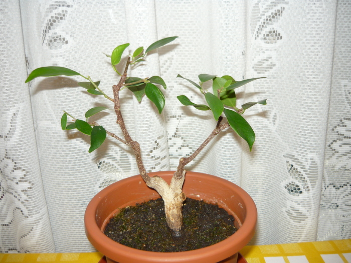 2011 - Ficus Microcarpa din 2005 - Bonsai