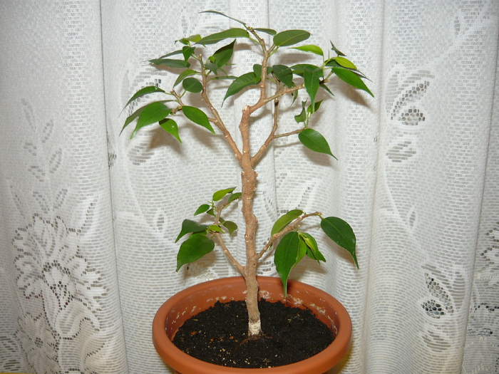 2011 - Ficus benjamin din 2008 - Bonsai