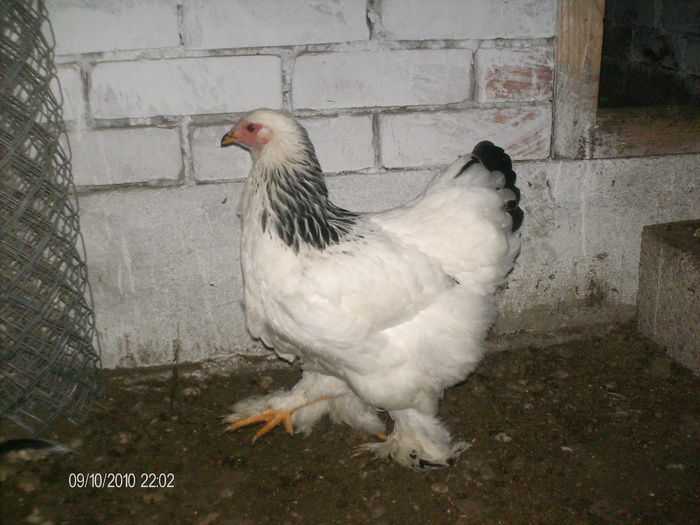 HPIM4412 - 2011-Brahma H Deschis