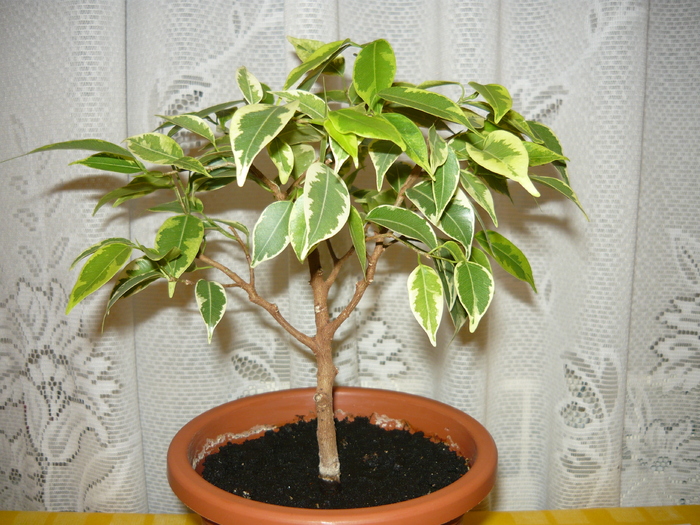 Ficus benjamin variegata 2008 - Bonsai
