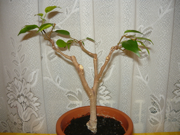 Ficus 2007 - Bonsai