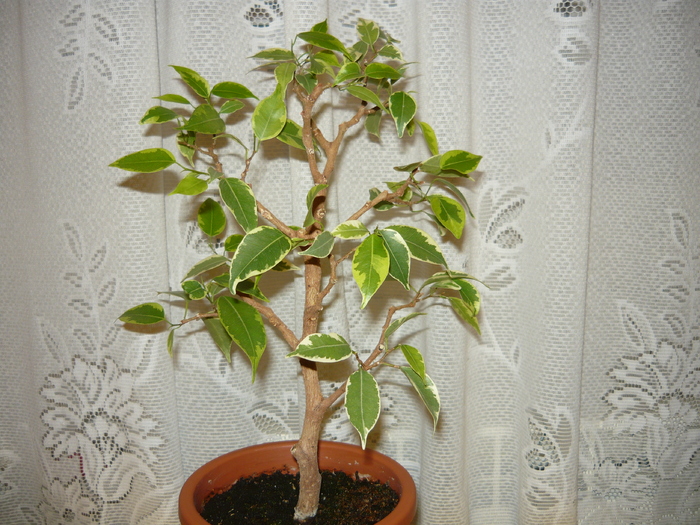 Ficus benjamin variegata 2006 - Bonsai