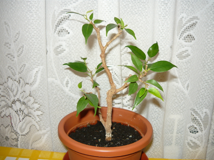 2008 - Bonsai