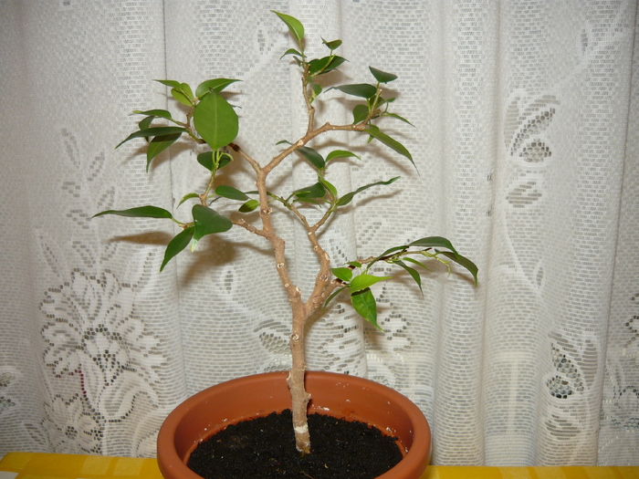 2008 - Bonsai