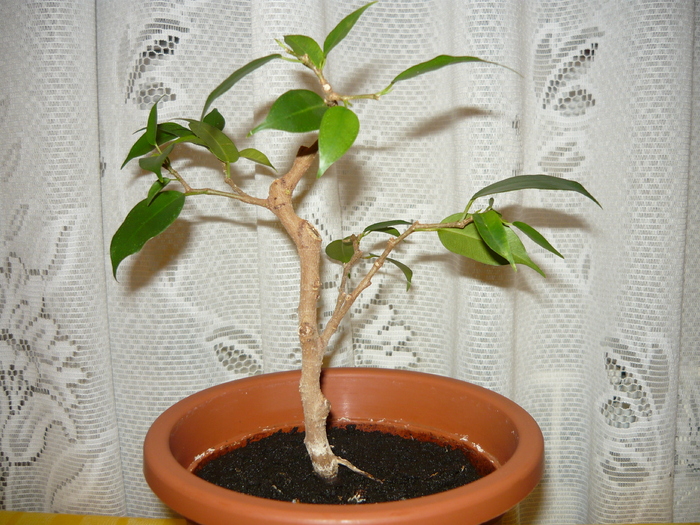 2008 - Bonsai