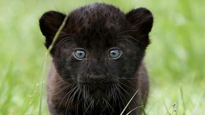 154737-1366x768-little-black-panther - tot felul de poze