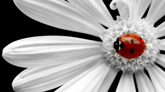 345016-1366x768-lady-on-a-daisy