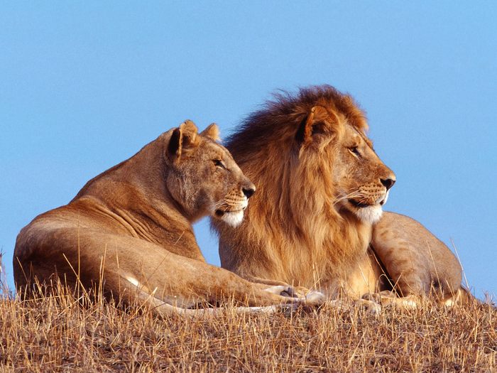 African%20Lions