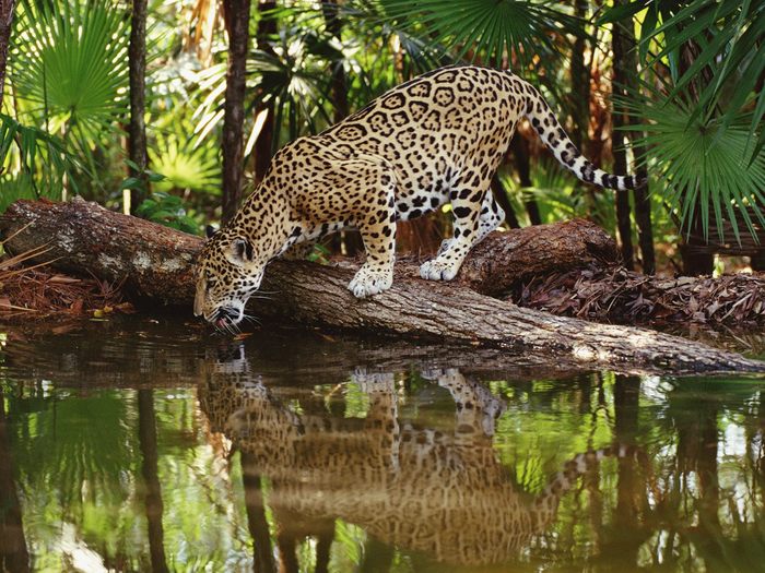 African_Jaguar_-_Watering