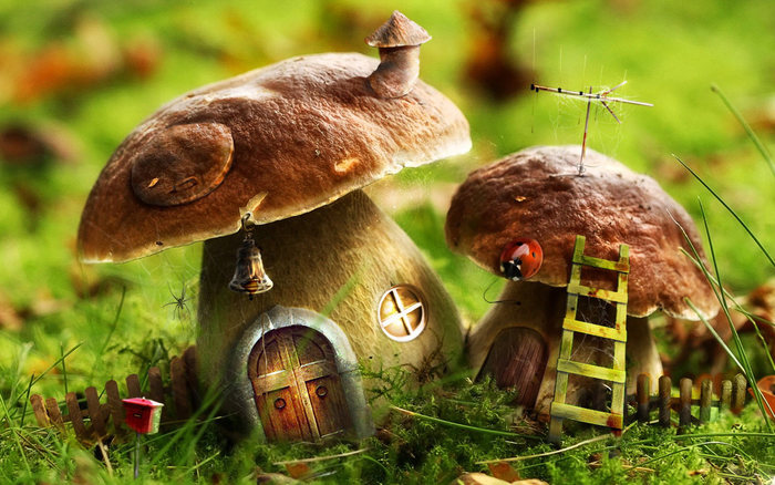 Bolete_house