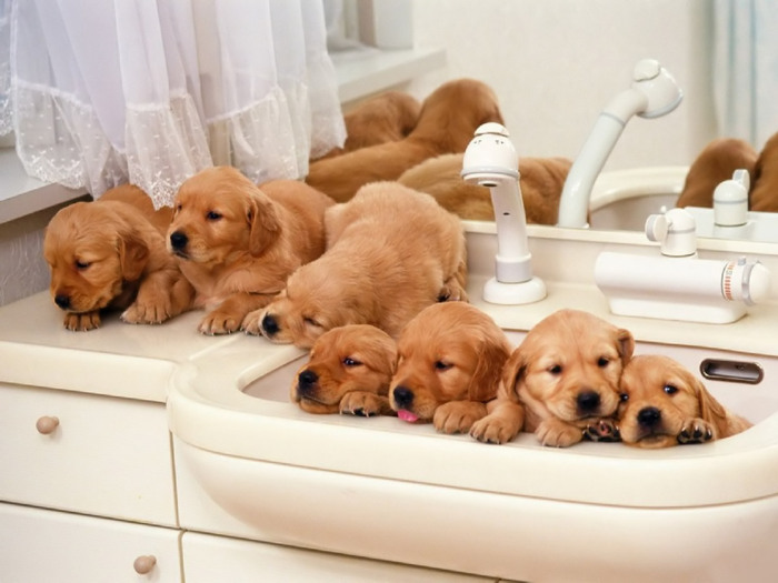 Breeding_puppies