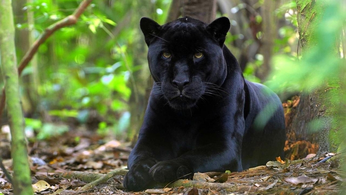 dark-eyes