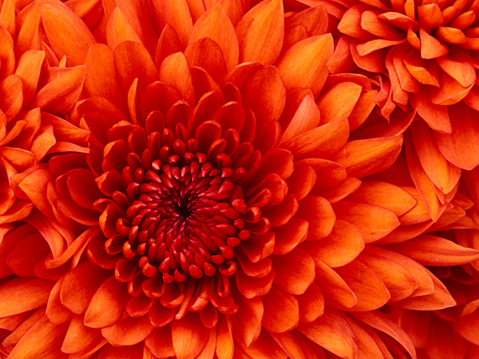 Chrysanthemum - poze simple