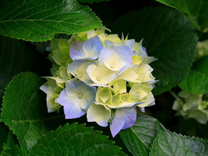 Hydrangeas - poze simple