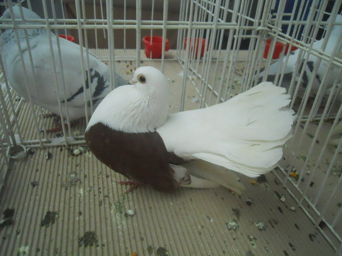 DSCN1578 - 1518 straine