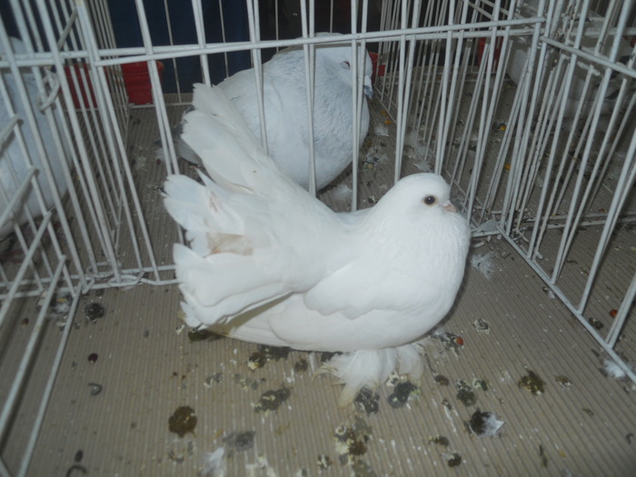 DSCN1579 - 1518 straine