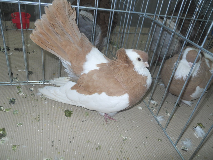 DSCN1582 - 1518 straine