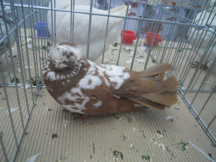 DSCN1583 - 1518 straine