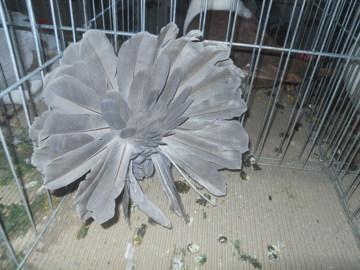 DSCN1586 - 1518 straine