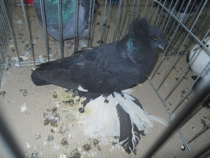 DSCN1587 - 1518 straine