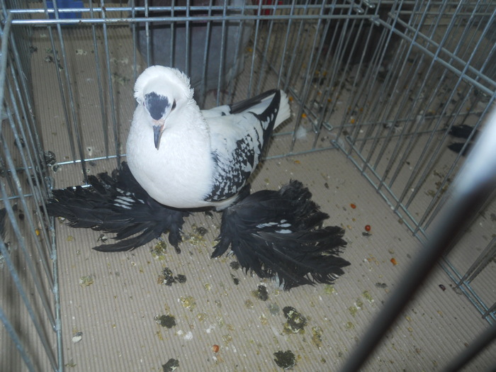 DSCN1589 - 1518 straine