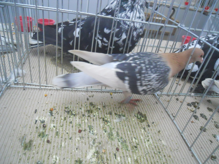 DSCN1590 - 1518 straine