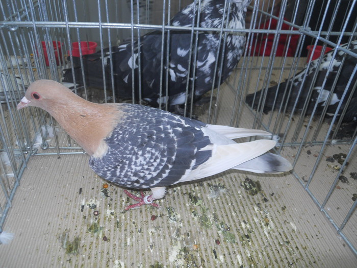 DSCN1591 - 1518 straine