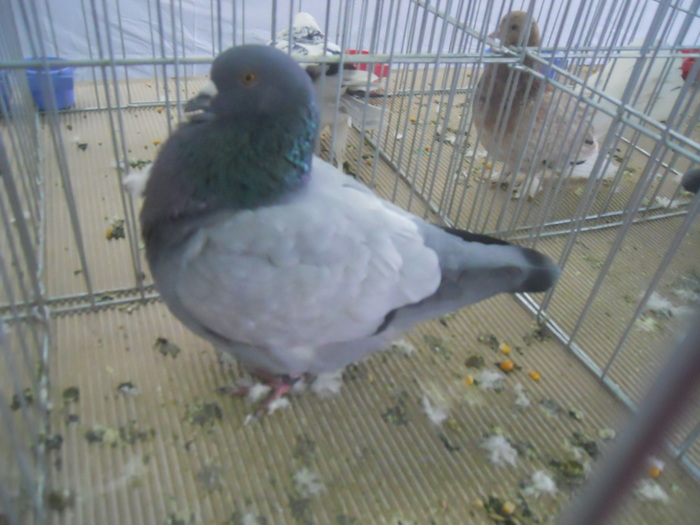 DSCN1592 - 1518 straine