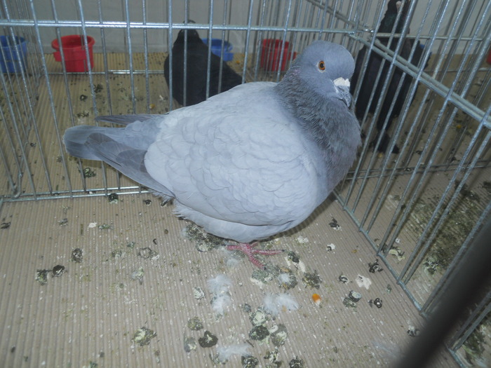 DSCN1593 - 1518 straine