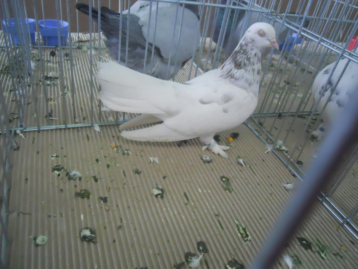 DSCN1594 - 1518 straine