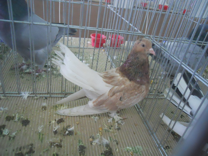 DSCN1596 - 1518 straine