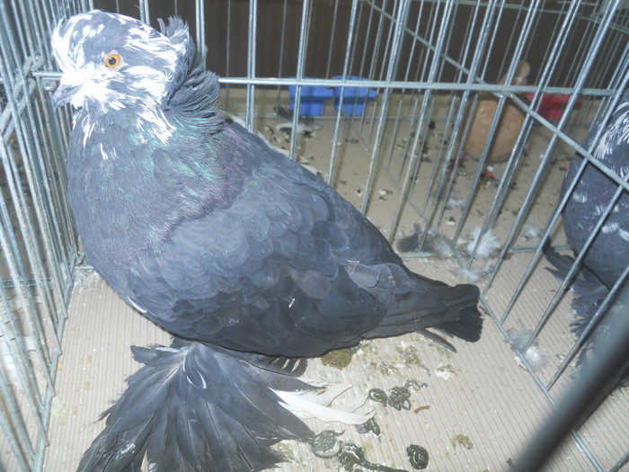 DSCN1598 - 1518 straine