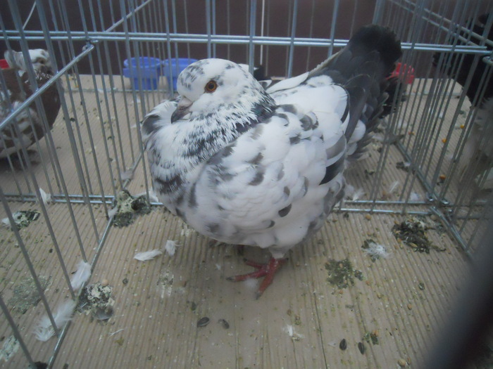 DSCN1601 - 1518 straine