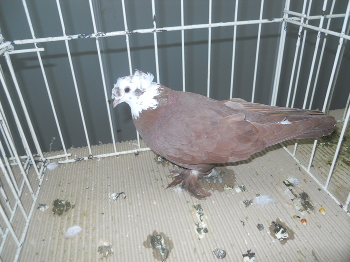 DSCN1603 - 1518 straine