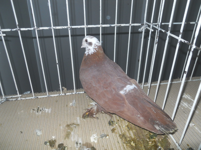 DSCN1604 - 1518 straine