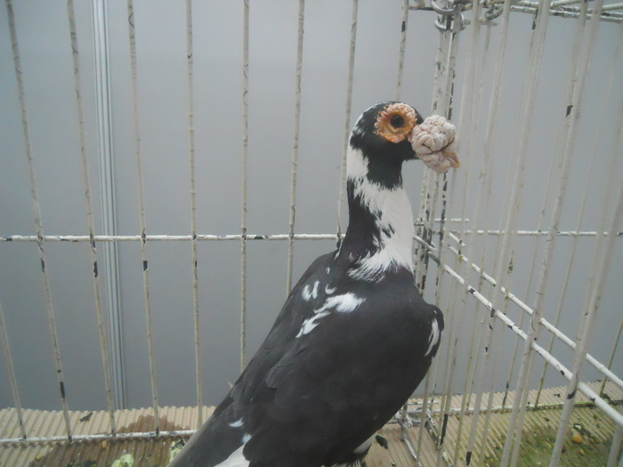 DSCN1606 - 1518 straine