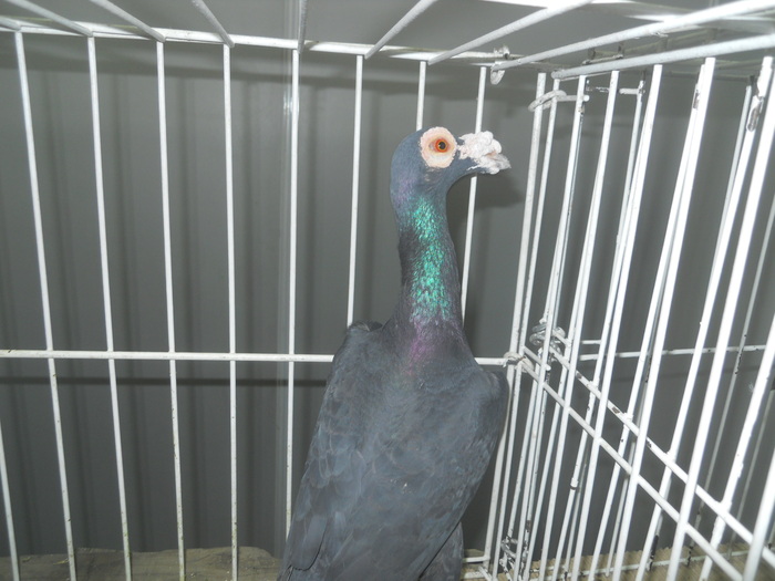 DSCN1607 - 1518 straine