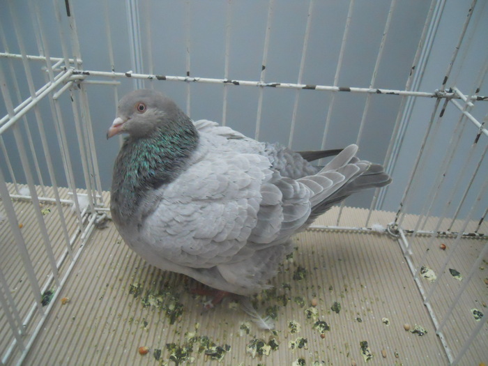 DSCN1608 - 1518 straine