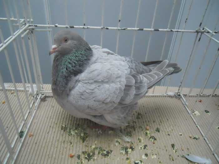 DSCN1609 - 1518 straine