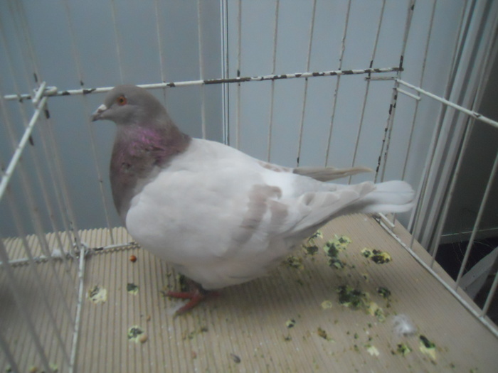 DSCN1611 - 1518 straine