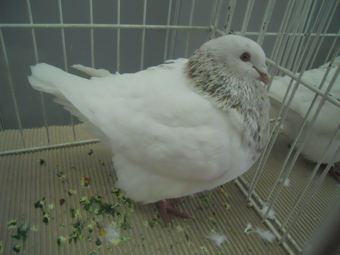 DSCN1613 - 1518 straine