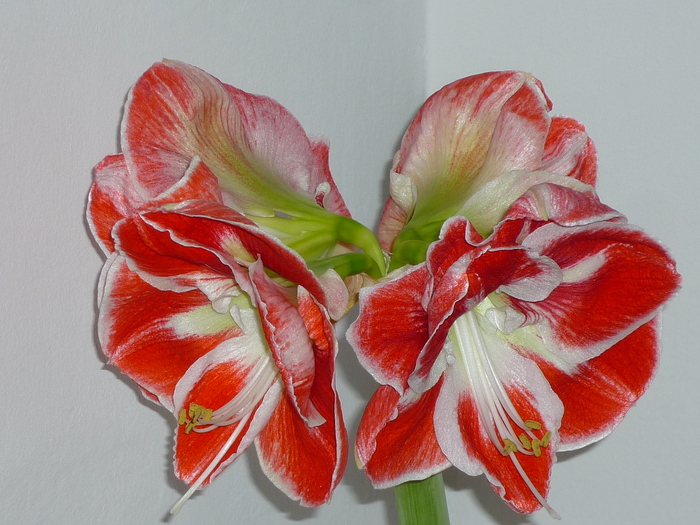 Pasadena dublu de Craciun 2010 - Amaryllis